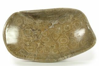 Polished Fossil Coral (Actinocyathus) Dish - Morocco #286803