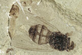 Two Fossil Flies (Diptera) - Green River Formation, Colorado #286403