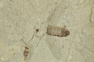 Two Fossil Flies (Diptera) - Green River Formation, Colorado #286406