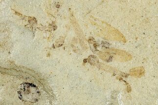 Fossil Cranefly (Tipulidae) Plate - Green River Formation, Colorado #286417