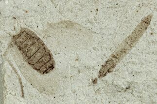 Fossil Cranefly (Tipulidae) - Green River Formation, Colorado #286418