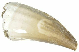 Fossil Mosasaur (Mosasaurus) Tooth - Morocco #286314