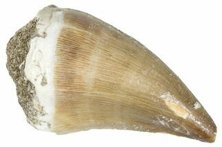 Fossil Mosasaur (Prognathodon) Tooth - Morocco #286337