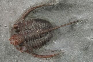 Red/Purple Cyphaspis Eximia Trilobite - Zireg, Morocco #287139
