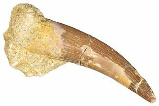 Fossil Plesiosaur (Zarafasaura) Tooth - Morocco #287157