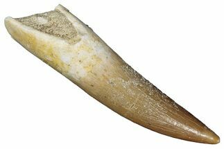 Fossil Plesiosaur (Zarafasaura) Tooth - Morocco #287166