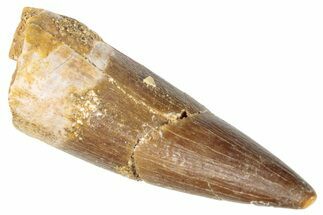 Fossil Plesiosaur (Zarafasaura) Tooth - Morocco #287175
