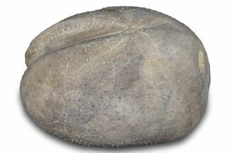 Cretaceous Echinoid (Heteraster) Fossil - Texas #287309