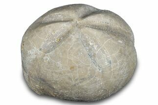 Cretaceous Echinoid (Heteraster) Fossil - Texas #287310