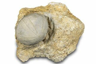 Cretaceous Echinoid (Anorthopygus) Fossil - Texas #287318