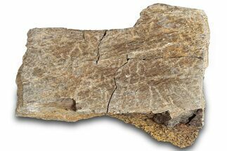 Hadrosaur Bone Section - Montana #287432