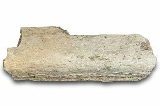 Hadrosaur (Edmontosaurus) Bone Section - Montana #287441