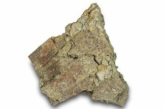 Dinosaur (Triceratops) Bone Section - Montana #287460
