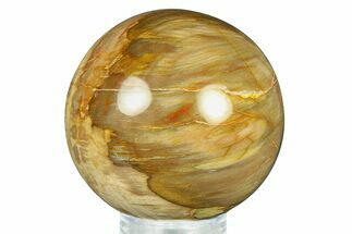 Colorful Petrified Wood (Araucaria) Sphere - Madagascar #286139