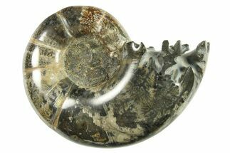 Polished, Sutured Ammonite (Argonauticeras) Fossil - Madagascar #287551