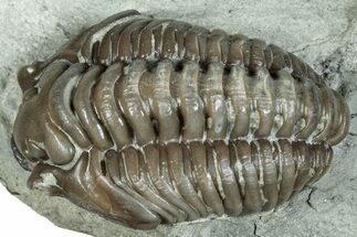 Curled Flexicalymene Trilobite Fossil - Indiana #287638