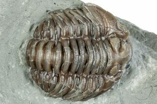 Curled Flexicalymene Trilobite Fossil - Indiana #287643
