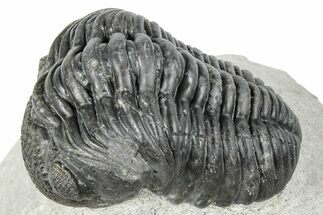 Curled Pedinopariops Trilobite - Mrakib, Morocco #287670