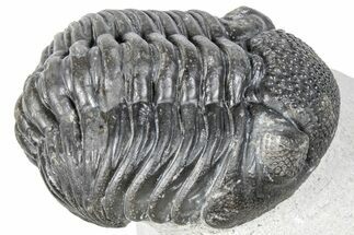 Curled Pedinopariops Trilobite - Mrakib, Morocco #287714