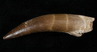 Large Fossil Plesiosaur Tooth #16133