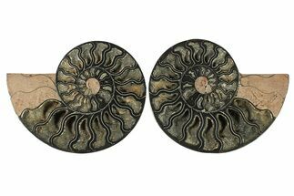 Cut & Polished Ammonite Fossil - Unusual Black Color #286618