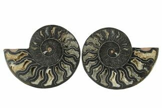 Cut & Polished Ammonite Fossil - Unusual Black Color #286637