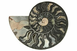 Cut & Polished Ammonite Fossil (Half) - Unusual Black Color #286640