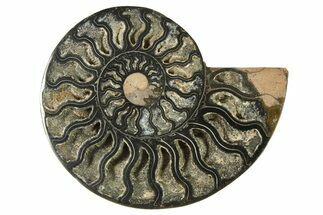 Cut & Polished Ammonite Fossil (Half) - Unusual Black Color #286669