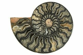 Cut & Polished Ammonite Fossil (Half) - Unusual Black Color #286670