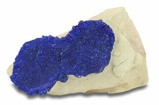 Vibrant Blue Azurite Suns on Siltstone - Australia #287964