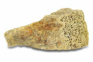 Dinosaur (Triceratops) Bone Section - Montana #287424