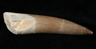 Fossil Plesiosaur Tooth #16143