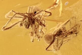 Two Fossil Spiders, Winged Termite, and Fungus Gnat in Baltic Amber #288173