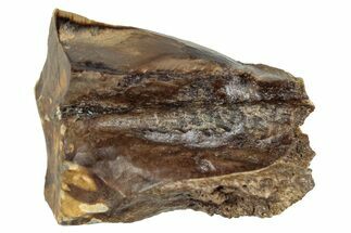 Fossil Dinosaur (Triceratops) Shed Tooth - Montana #288100