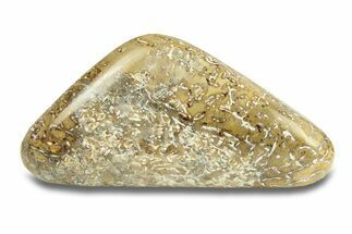 Polished Dinosaur Bone (Gembone) - Morocco #287504
