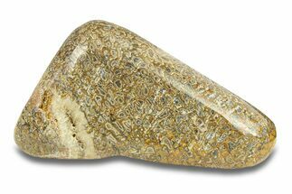 Polished Dinosaur Bone (Gembone) - Morocco #287506