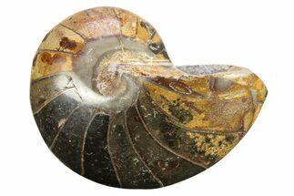 Polished Fossil Nautilus (Cymatoceras) - Unusual Black Color! #288548