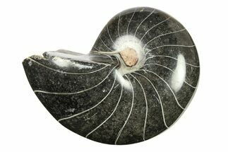 Polished Fossil Nautilus (Cymatoceras) - Unusual Black Color! #288553