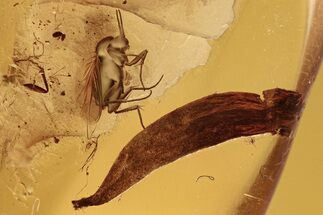 Fossil Fungus Gnat (Sciaridae), Leaf, and Bark in Baltic Amber #288517