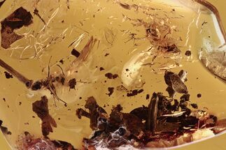 Three Detailed Fossil Ants and Plant Debris in Baltic Amber #288568
