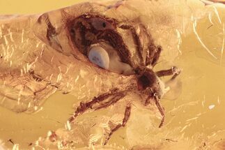 Large Detailed Fossil Spider (Araneae) In Baltic Amber #288573