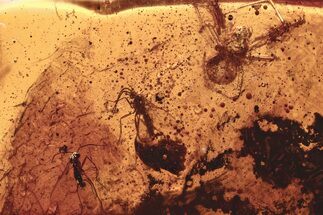 Fossil Spider and Fungus Gnats in Baltic Amber #288582