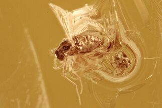 Fossil True Midge with Mite in Baltic Amber #288617