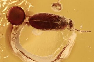 Detailed Fossil False Flower Beetle (Scraptiidae) in Baltic Amber #288626