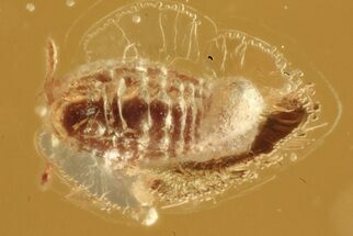 Fossil Wingless Scale Insect (Coccoidea) in Baltic Amber #288658