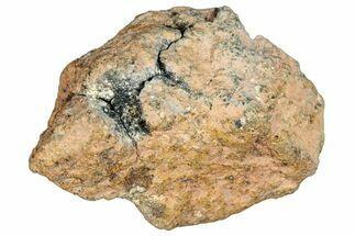 Howardite Meteorite (g) - Bechar #288536