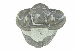 Wide, Enrolled Flexicalymene Trilobite - Indiana #287747