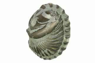 Wide, Enrolled Flexicalymene Trilobite - Indiana #287764