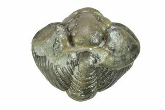Wide, Enrolled Flexicalymene Trilobite - Indiana #287767