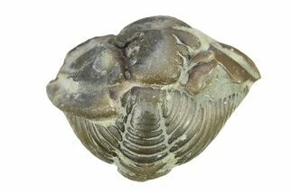 Wide, Enrolled Flexicalymene Trilobite - Indiana #287768